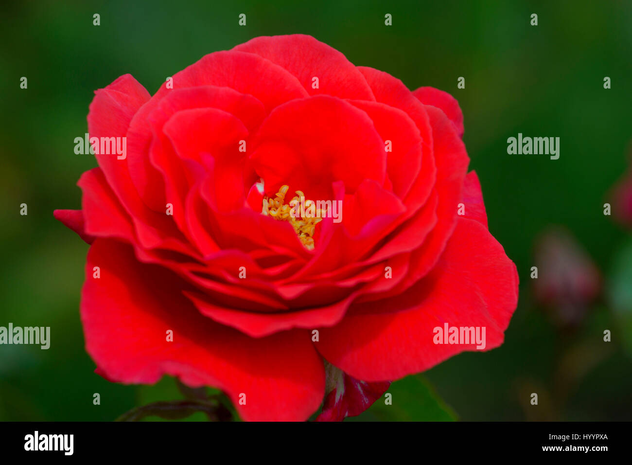 Duftende Pflaume Rose, Erbstück Rosen, St. Paul, Oregon Stockfoto