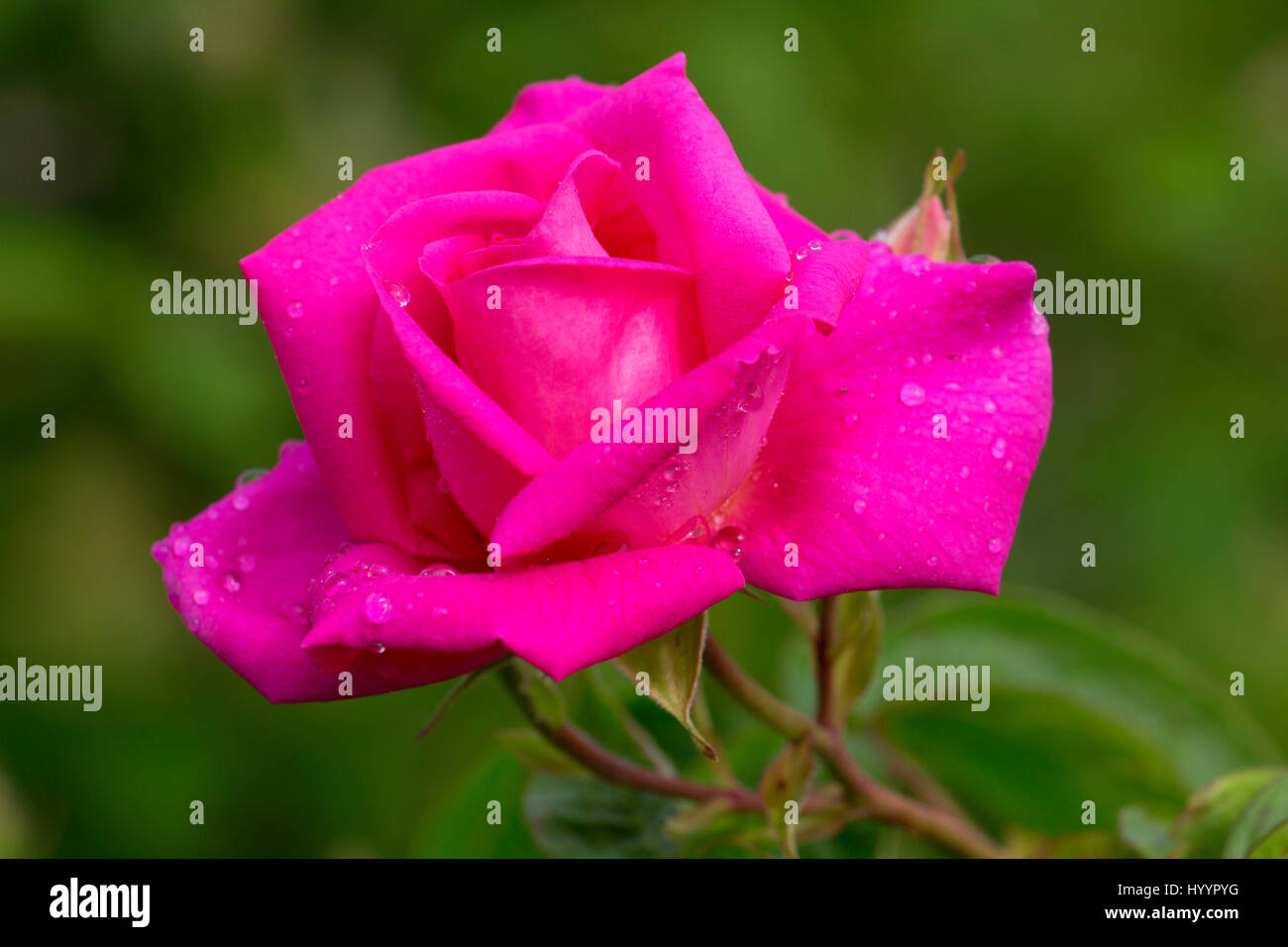 Park Wilhelmshone rose, Erbstück Rosen, St. Paul, Oregon Stockfoto