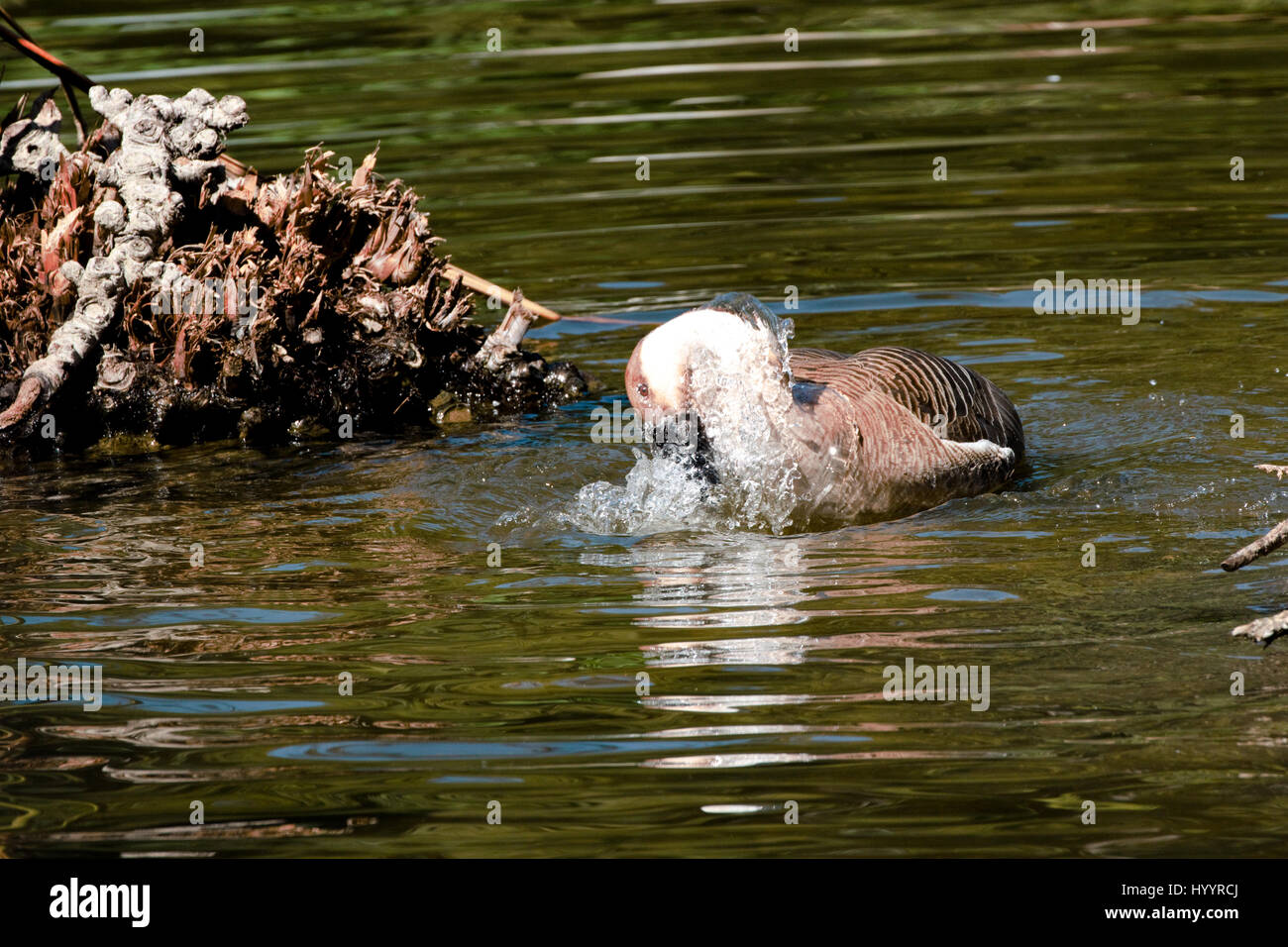 Swan Goose - Anser cygnoides Stockfoto