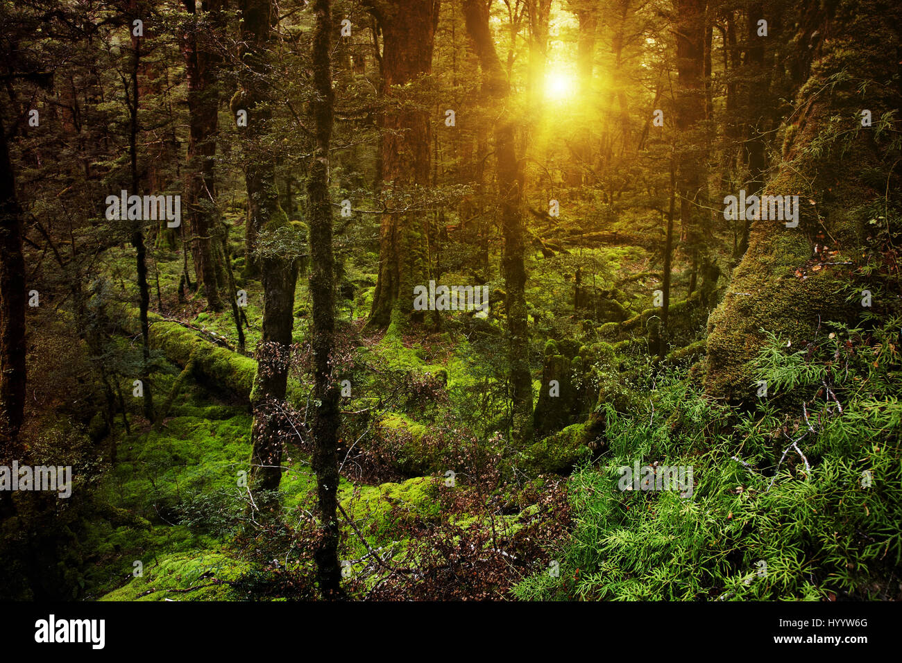 Dunklen geheimnisvollen Wald in Neuseeland Stockfoto