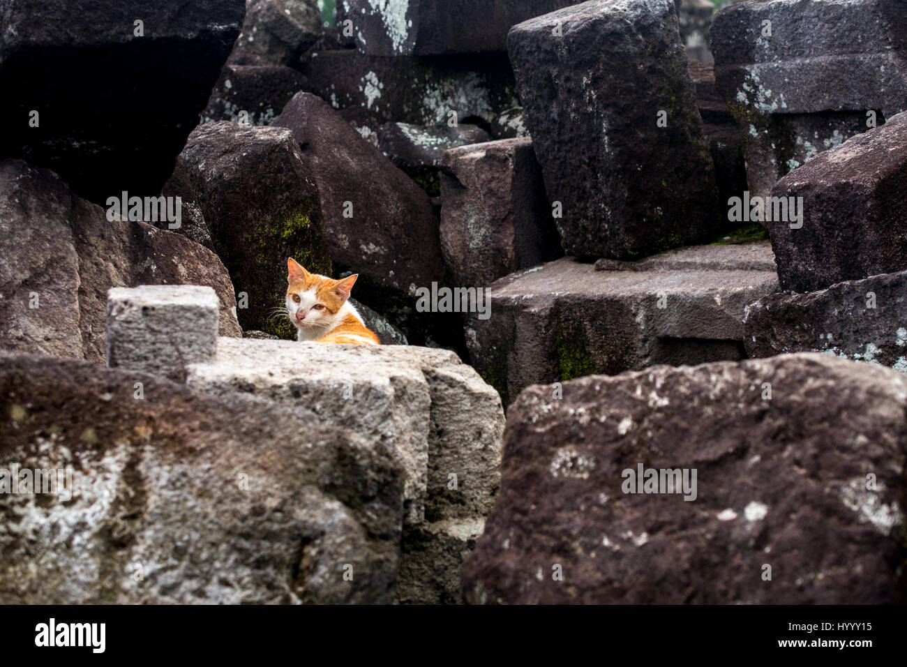 Wandern Sie Katze gefunden in einem verlassenen Ort Stockfoto