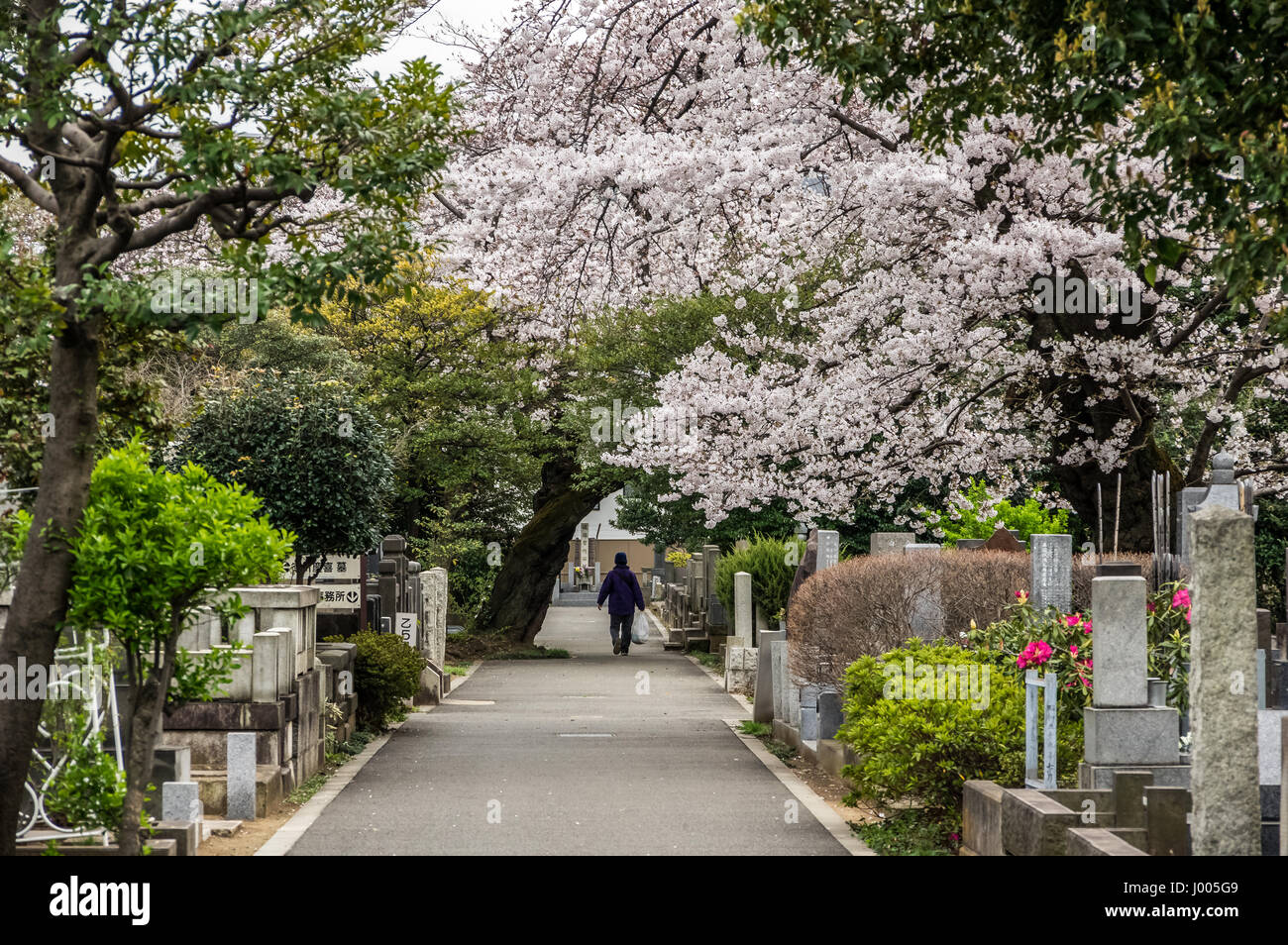 Einen ruhigen Spaziergang in der Kirschblüten Stockfoto
