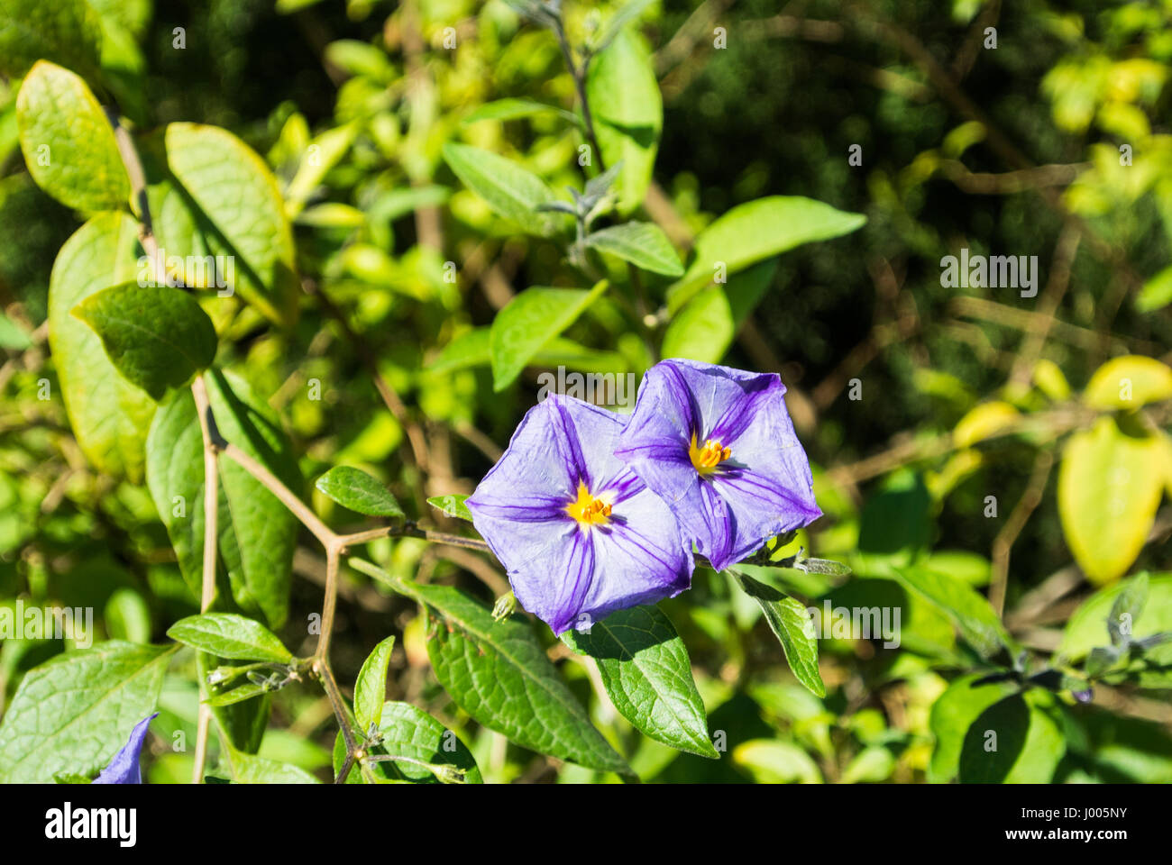 Ein Hintergrund mit Nahaufnahme von grünen Blättern und zwei violetten Blüten des blauen Kartoffel Bush (Lycianthes Rantonnetii) im Park von Valencia, Spanien. Stockfoto