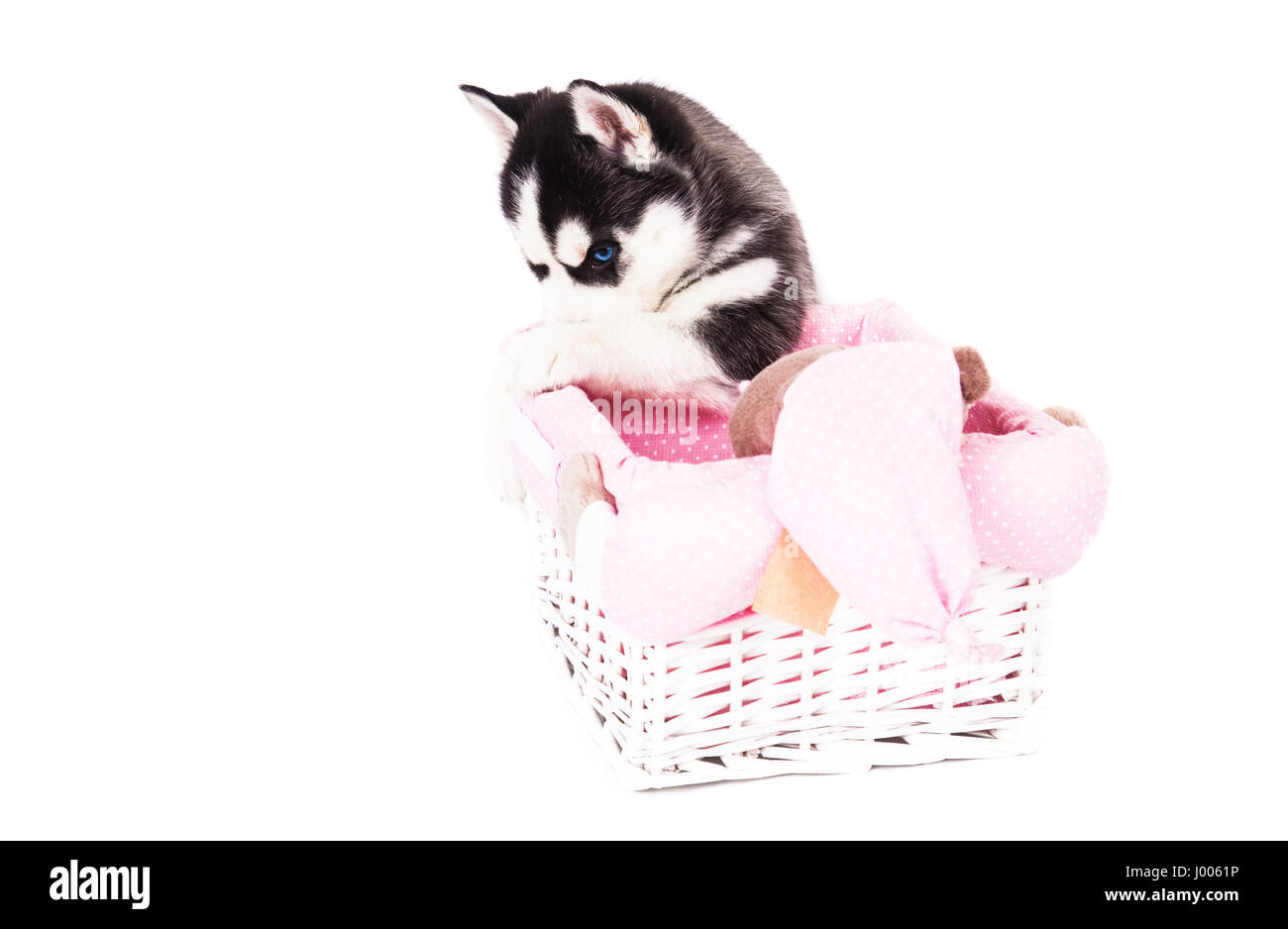 Welpe ein Siberian Husky sitzen in einem Korb im Studio auf einem weißen Hintergrund. Stockfoto