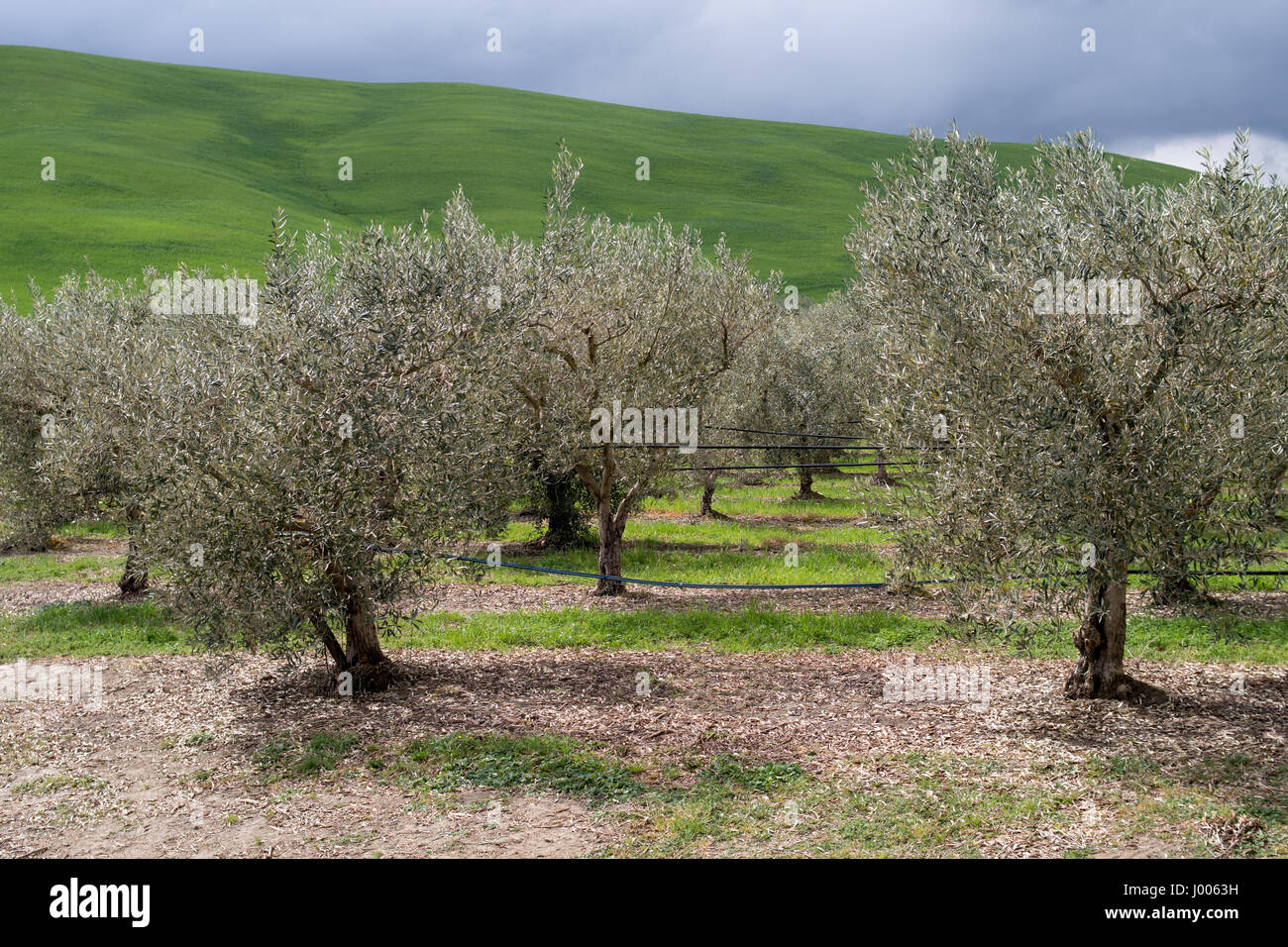 Olive Obstgarten in Kalabrien Italien Stockfoto