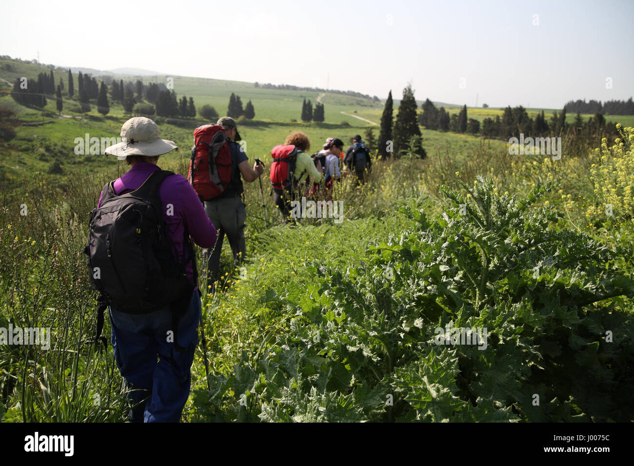Eine Gruppe von Senioren Wanderer Fuß in der grünen Landschaft. Durch Ein Hashofet in den Höhen Menashe, Südende des Karmel Ridge, Israel. Stockfoto