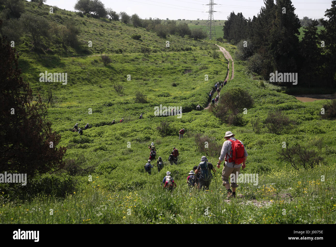 Eine Gruppe von Senioren Wanderer steigen einen steilen Hügel während einer Wanderung in der grünen Landschaft. Durch Ein Hashofet.  Menashe Höhen in der südlichen Carmel Stockfoto