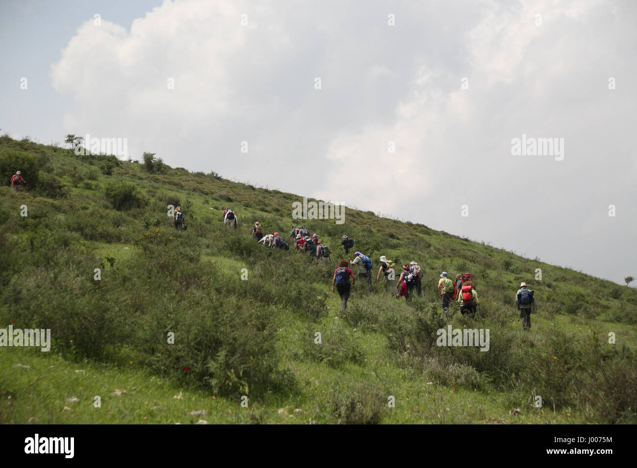 Eine Gruppe von Senioren Wanderer in das Unterholz Wandern und Klettern einen steilen Hügel. Die Menashe Höhen am südlichen Ende des Karmel Ridge, Israel. AP Stockfoto