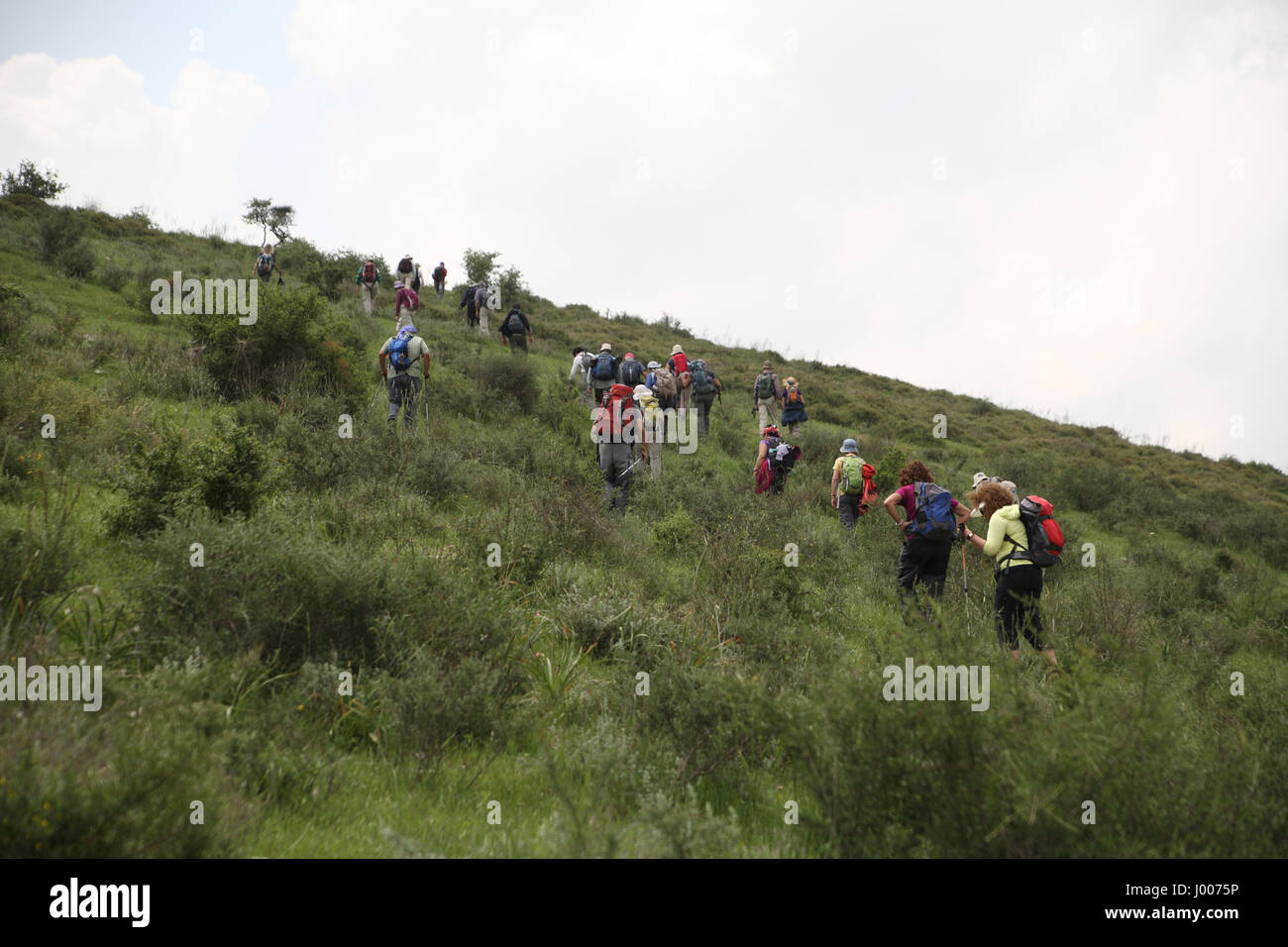 Eine Gruppe von Senioren Wanderer in das Unterholz Wandern und Klettern einen steilen Hügel. Die Menashe Höhen am südlichen Ende des Karmel Ridge, Israel. AP Stockfoto