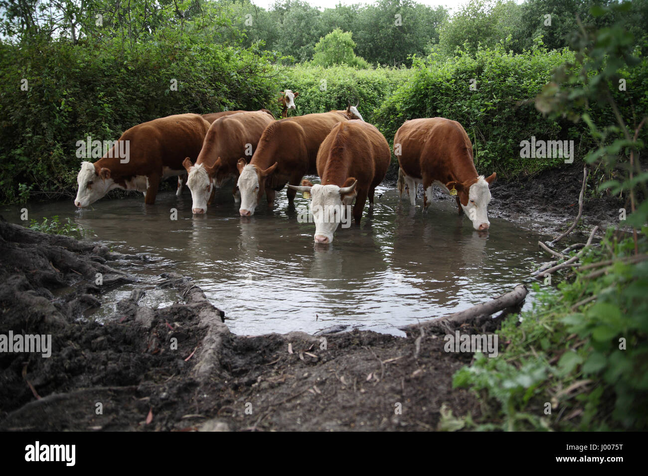 Eine Gruppe von durstigen Kühe frisches Quellwasser trinken Zweisamkeit zeigt. Ein Nili, Menashe Höhen, Israel. April 2017 Stockfoto