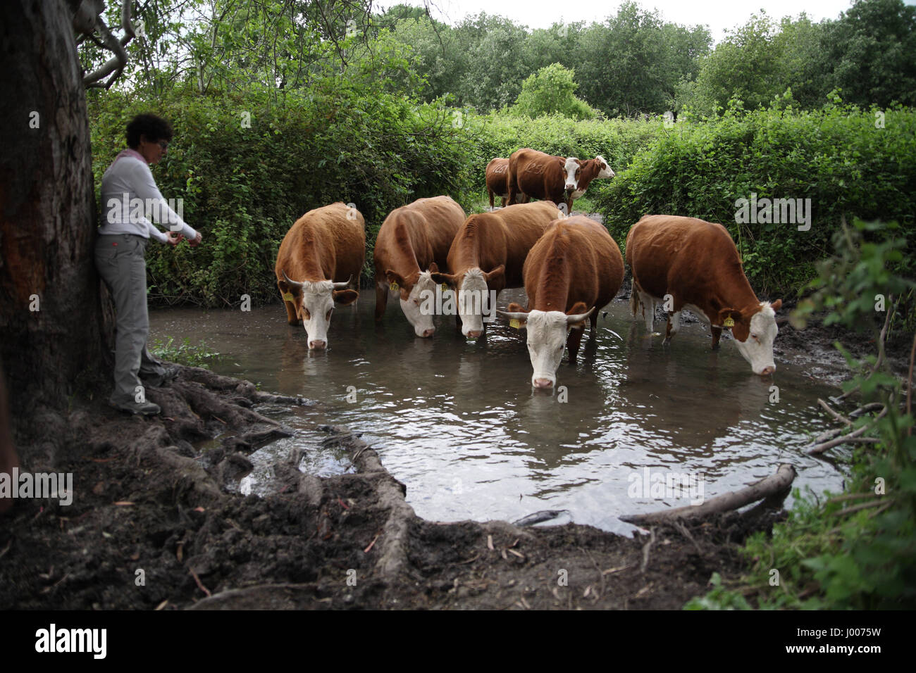 Ein Frau Reisender versucht, mit einer Gruppe von durstigen Kühe zu kommunizieren, die frisches Quellwasser zu trinken, während die Zusammengehörigkeit zeigen. Ein Nili, Menashe Höhen Stockfoto