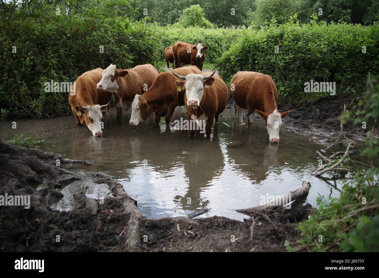 Eine Gruppe von durstigen Kühe frisches Quellwasser trinken Zweisamkeit zeigt. Ein Nili, Menashe Höhen, Israel. April 2017 Stockfoto