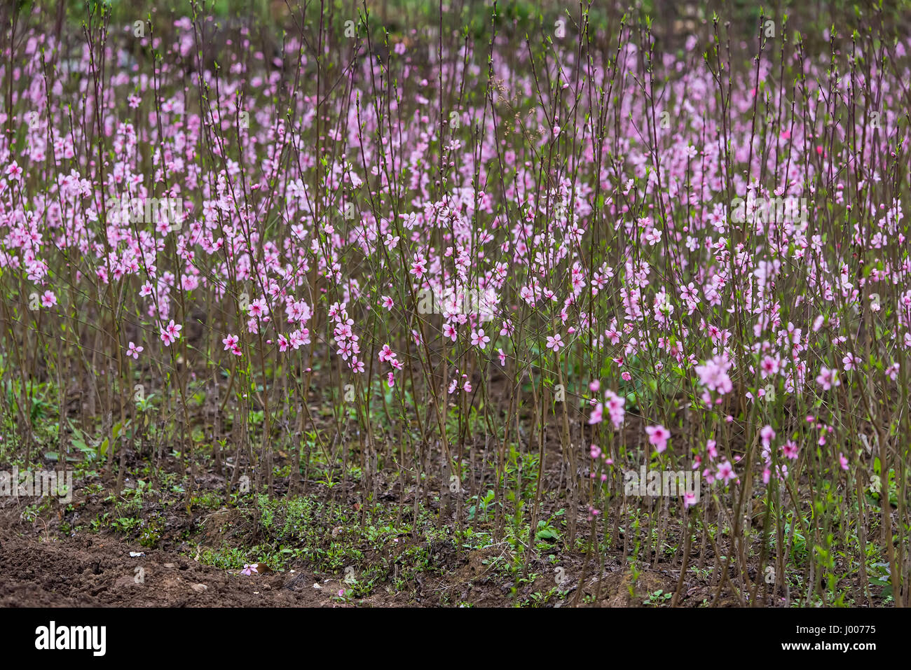 Pfirsich Blüten über Natur Hintergrund Stockfoto