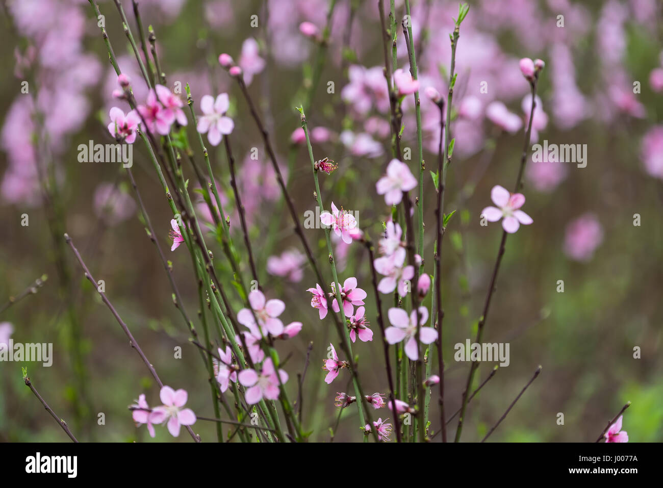 Pfirsich Blüten über Natur Hintergrund Stockfoto