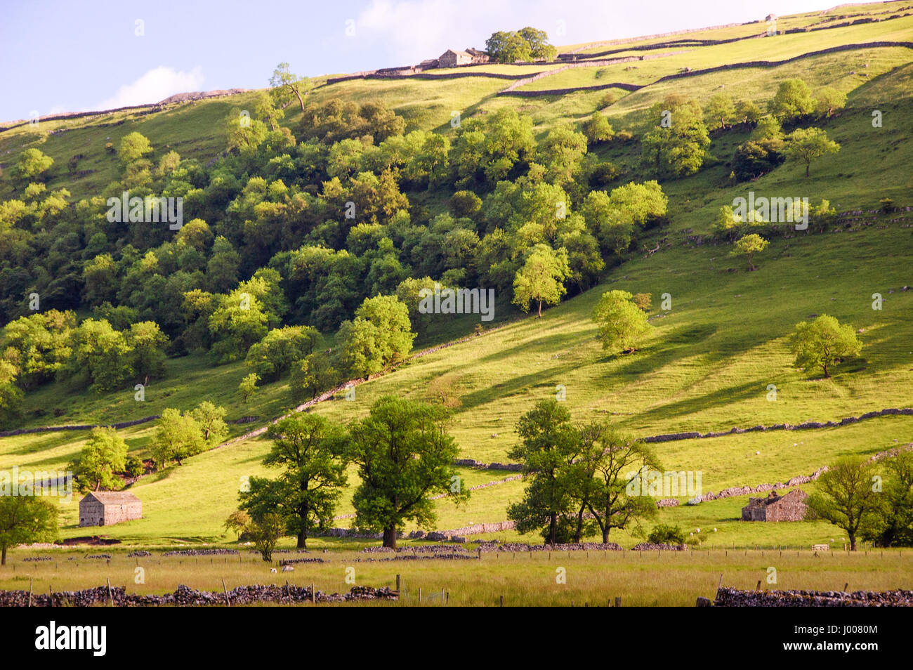 Wald- und Vieh Weiden Klammern sich an den Seiten von steilen Hügeln in Englands North Yorkshire Dales National Park. Stockfoto