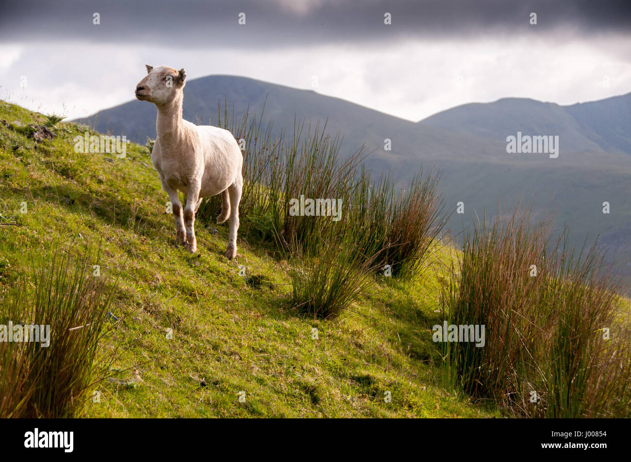 Ein Schaf weidet auf den grasbewachsenen Hängen des Berges Snowdon in Snowdonia-Nationalpark, Wales. Stockfoto