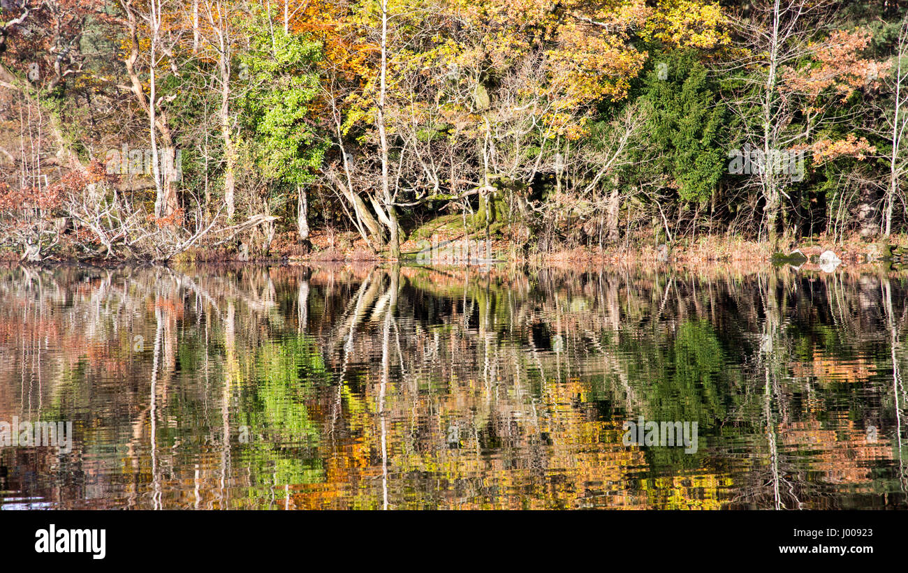 Bäume anzeigen Herbst Farben sind in Rydal Wasser See in England Lake District National Park wider. Stockfoto