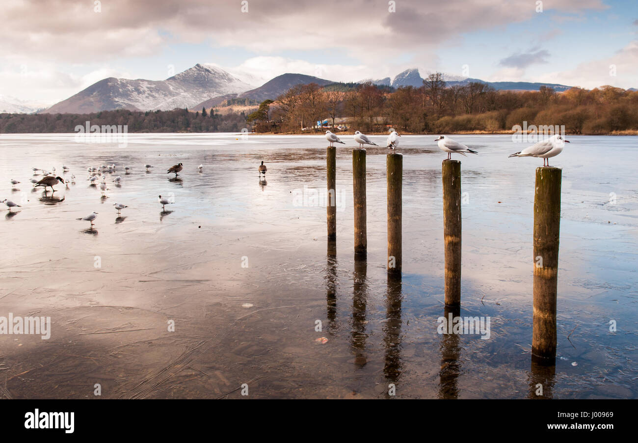 Möwen und Gänse versammeln sich auf der Eisfläche des Derwent Water See in Keswick Launch unter den Bergen des englischen Lake District. Stockfoto