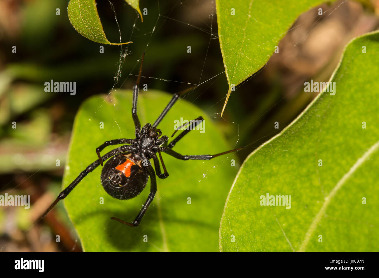 Eine Nahaufnahme einer Black Widow Spider Jagd außerhalb ihrem Rückzugsort in der Nacht. Stockfoto