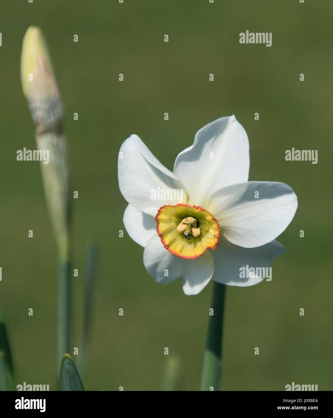 Narcissus „Capability Brown“ Stockfoto