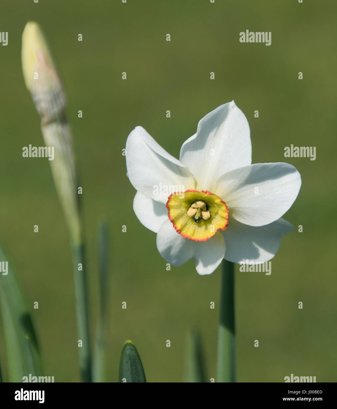 Narcissus „Capability Brown“ Stockfoto