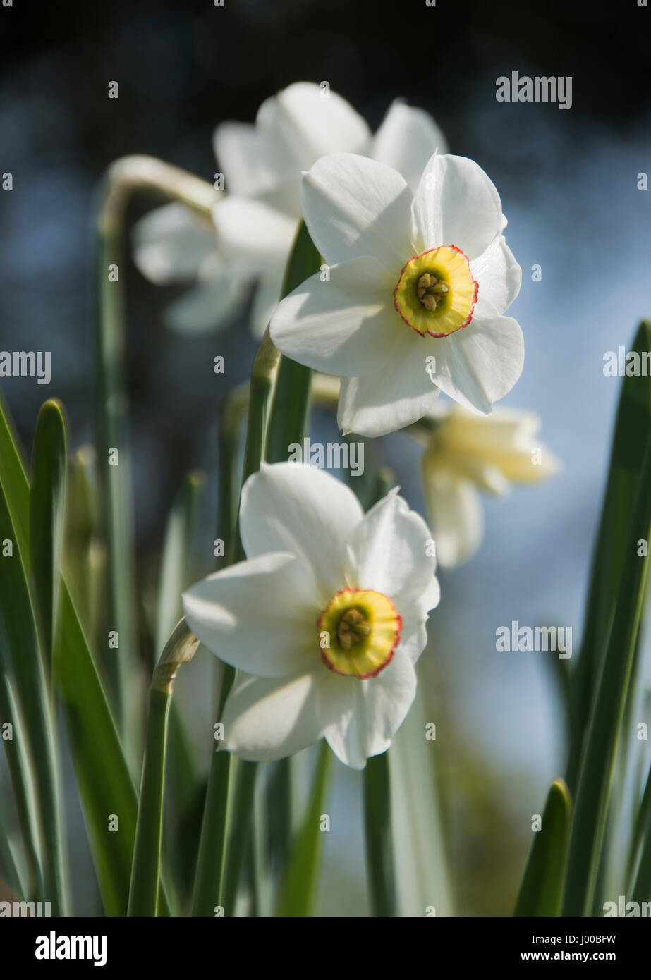 Narcissus „Capability Brown“ Stockfoto
