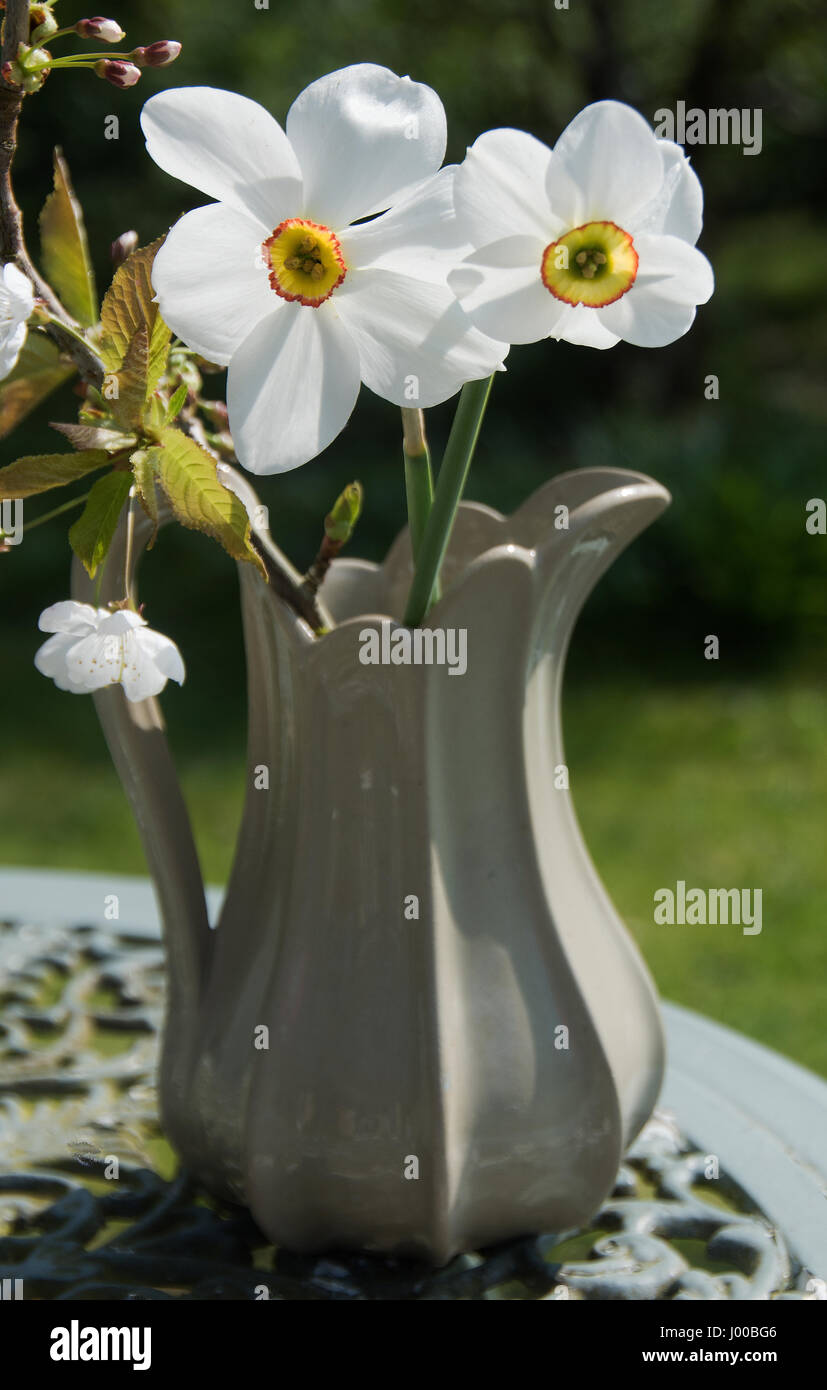 Narcissus Capability Brown & Nacissus Poeticus Stockfoto