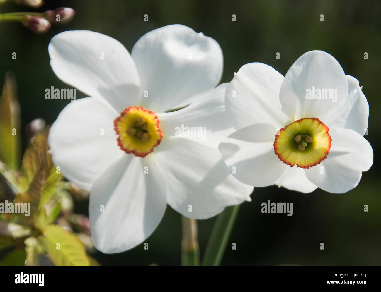 Vergleich des neuen Hybrid-Narcissus „Capability Brown“ (rechts) mit dem viel älteren Narcissus Poeticus (links) Stockfoto