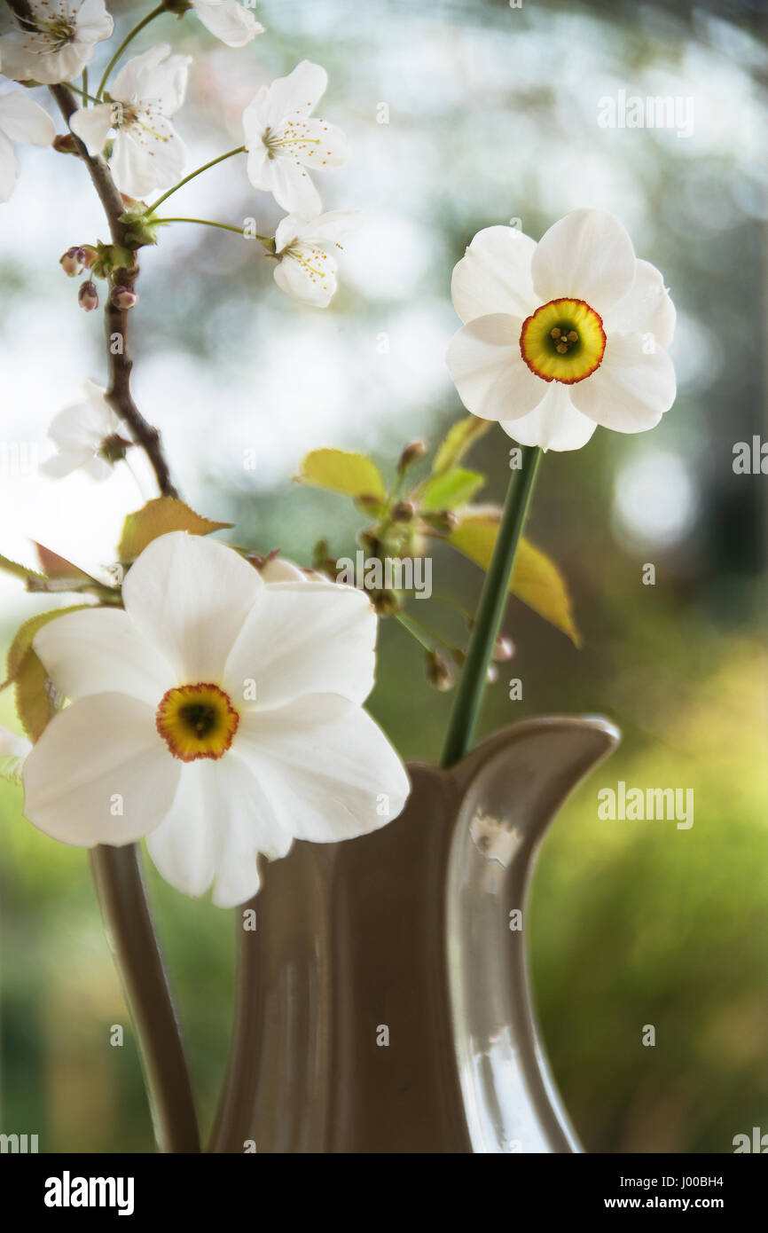 Die neue Narzisse Capability Brown ist kleiner im Vergleich zu den älteren Narcissus Poeticus, aber länger anhaltende Stockfoto