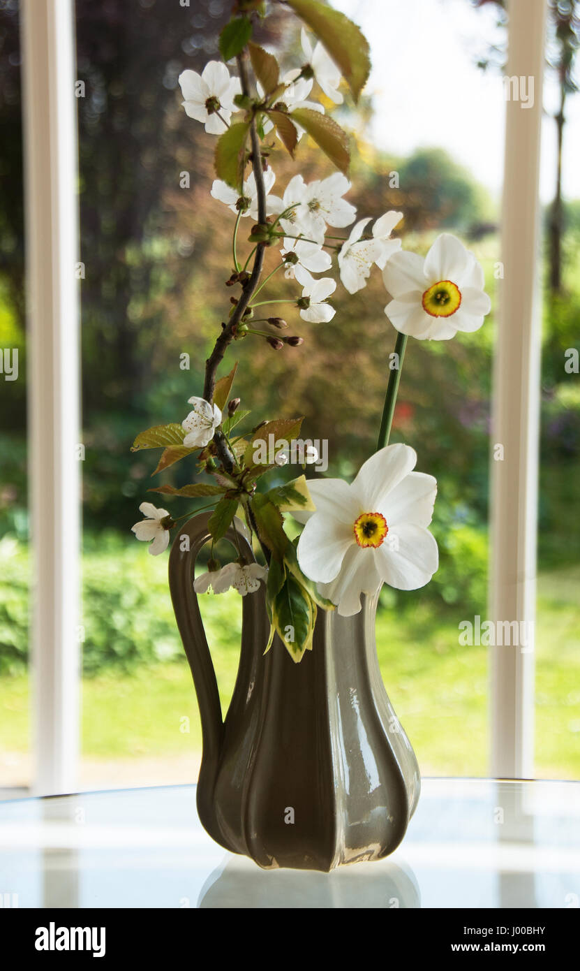 Ein Krug mit Blumen mit der kleineren neuen Narzisse Capability Brown und der älteren größeren Nacissus Poeticus & Kirschblüte Stockfoto
