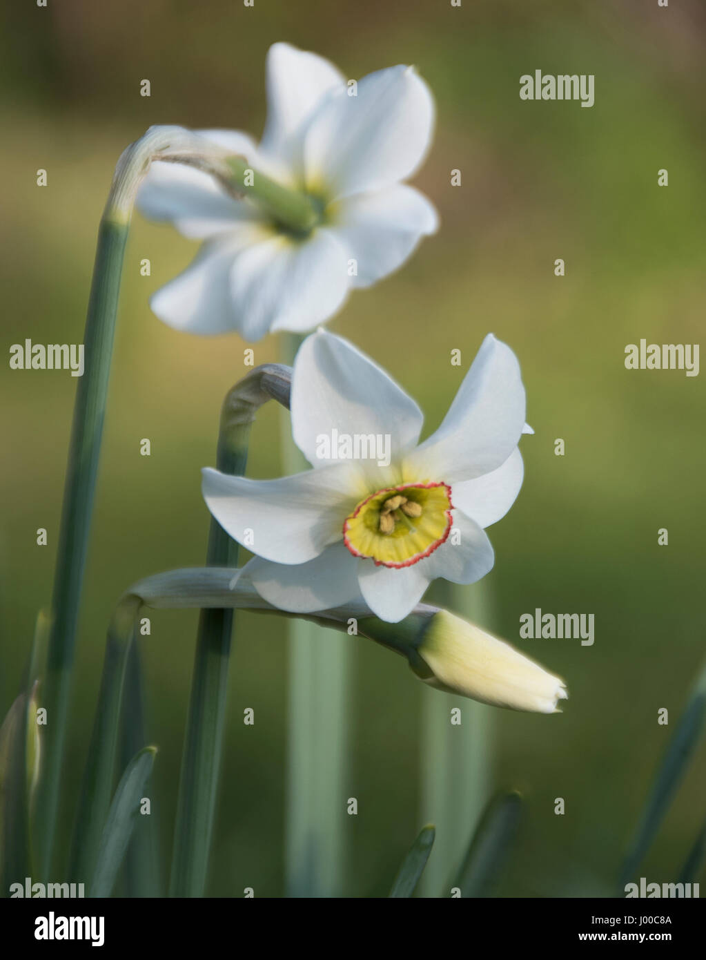 Narcissus Capability Brown wurde im Jahr 2016 eingeführt. Stockfoto