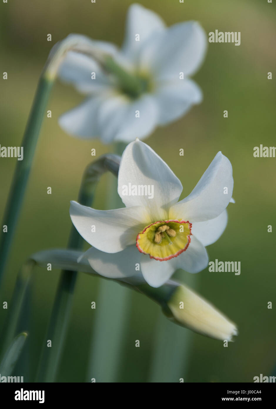 Narcissus „Capability Brown“ Stockfoto