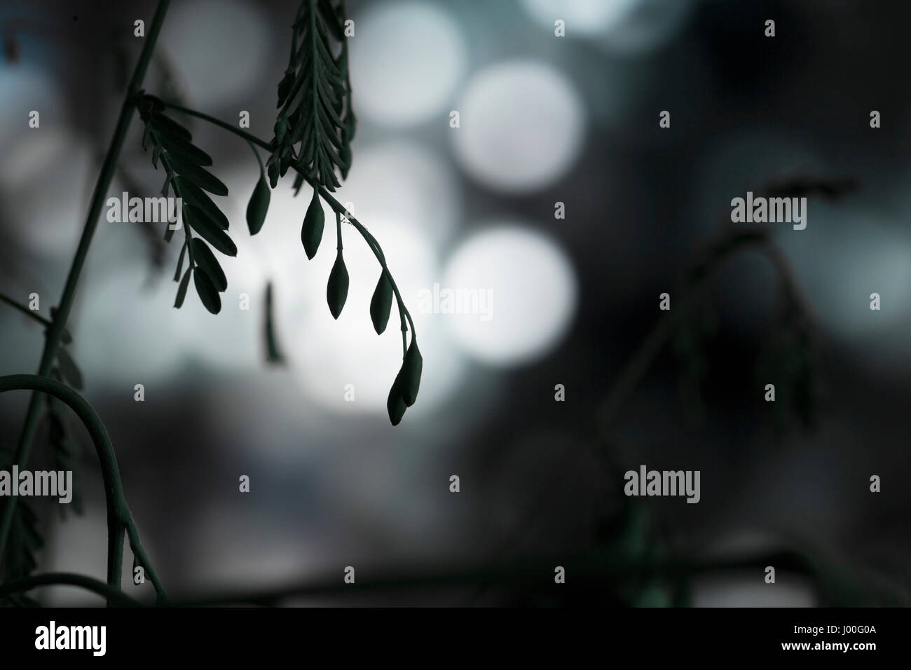 Makro einer Hülsenfrucht Pflanze Silhouette gegen Lichter in der Nacht Stockfoto