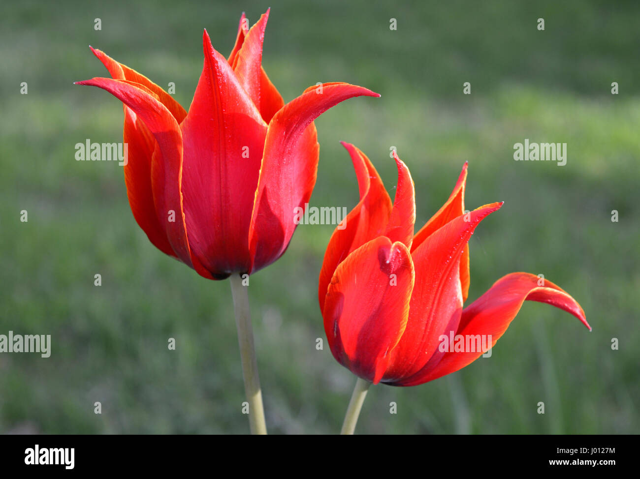 Nahaufnahme von zwei schönen Tulpen Stockfoto