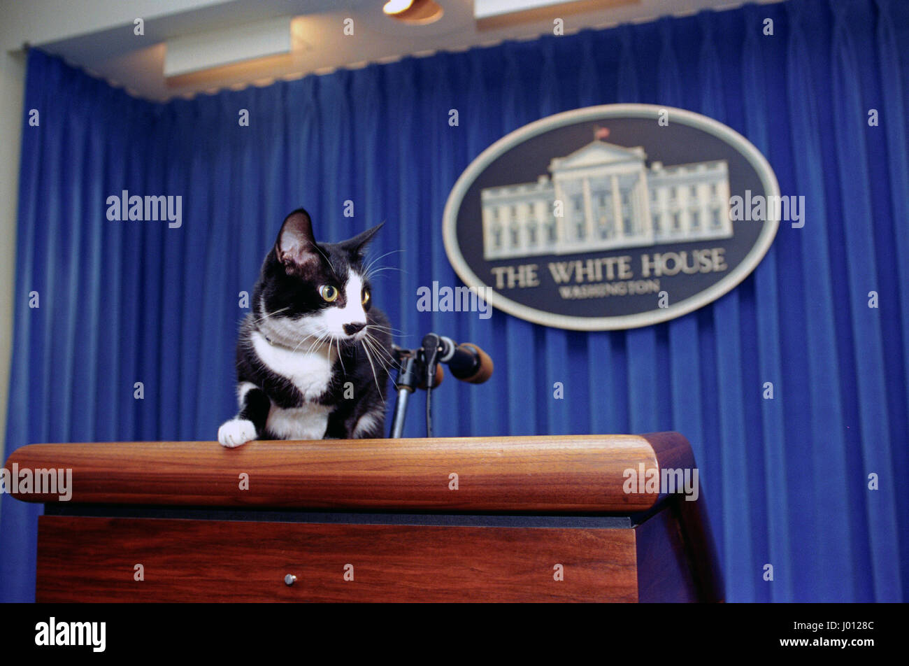 US-Präsident Bill Clinton Familienkatze Socken Posen auf dem Podium in der Presse-Briefing-Room des weißen Hauses 5. Dezember 1993 in Washington, DC. Stockfoto