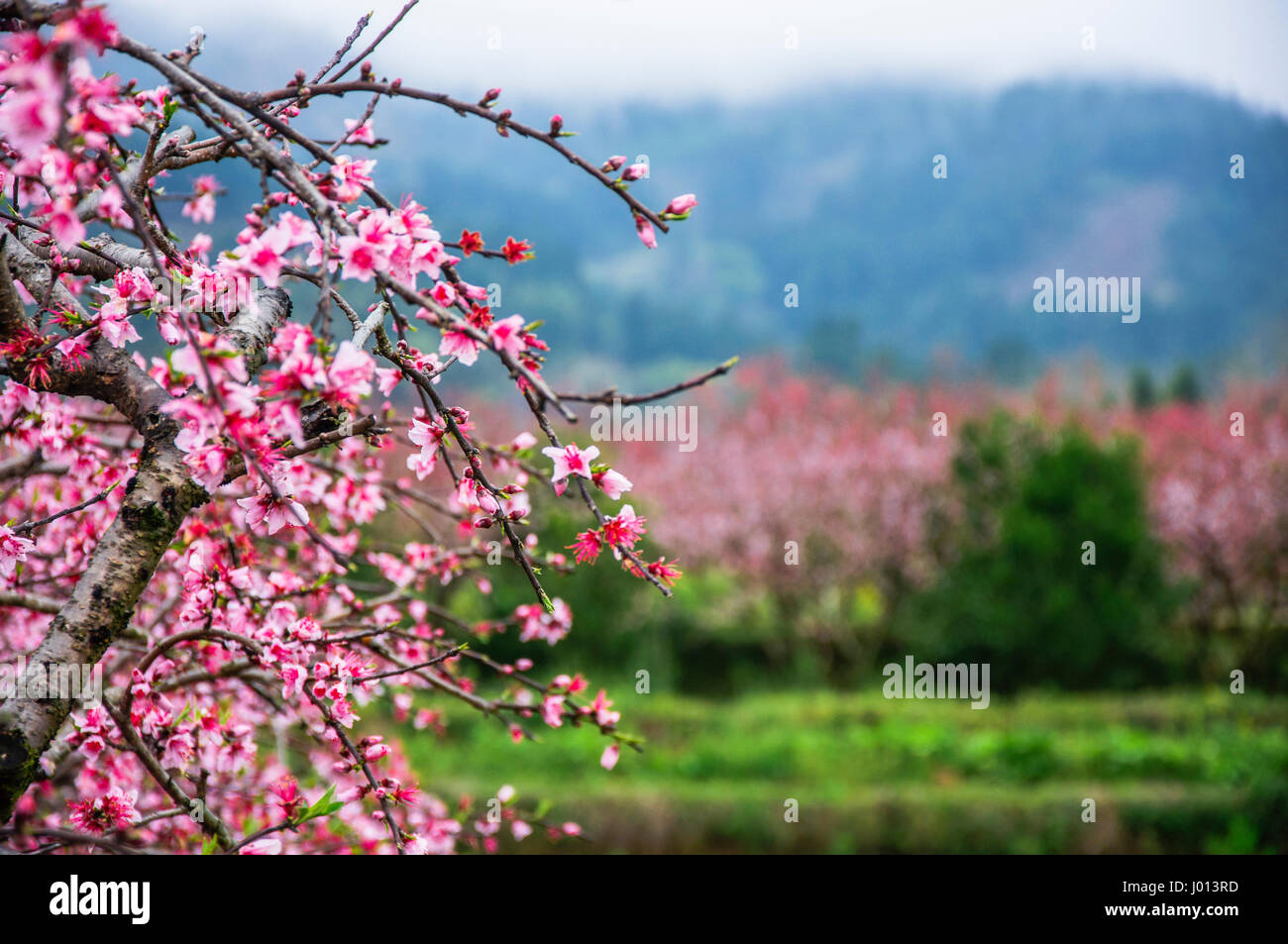 Closrup Blumen im Frühling erblühen Pfirsich Stockfoto
