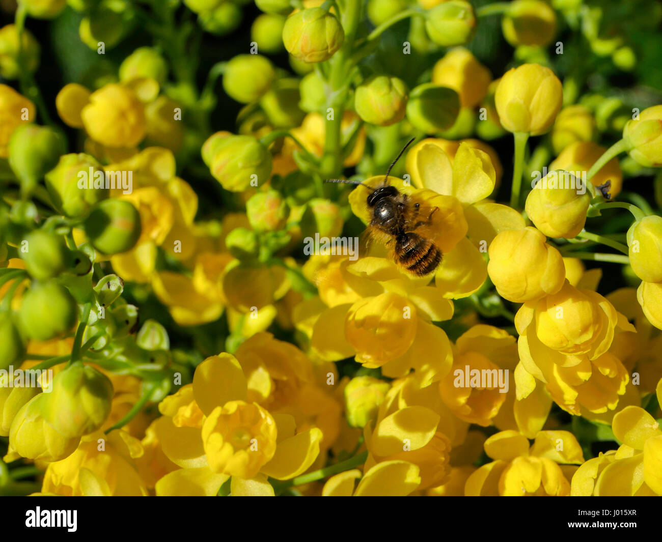 Blhende Stechpalme, Ilex aquifolium Stockfotografie - Alamy