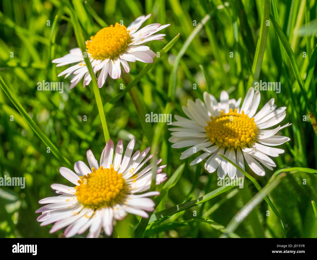 Gänseblümchen Blumen Bellis Perennis im Frühjahr Stockfoto