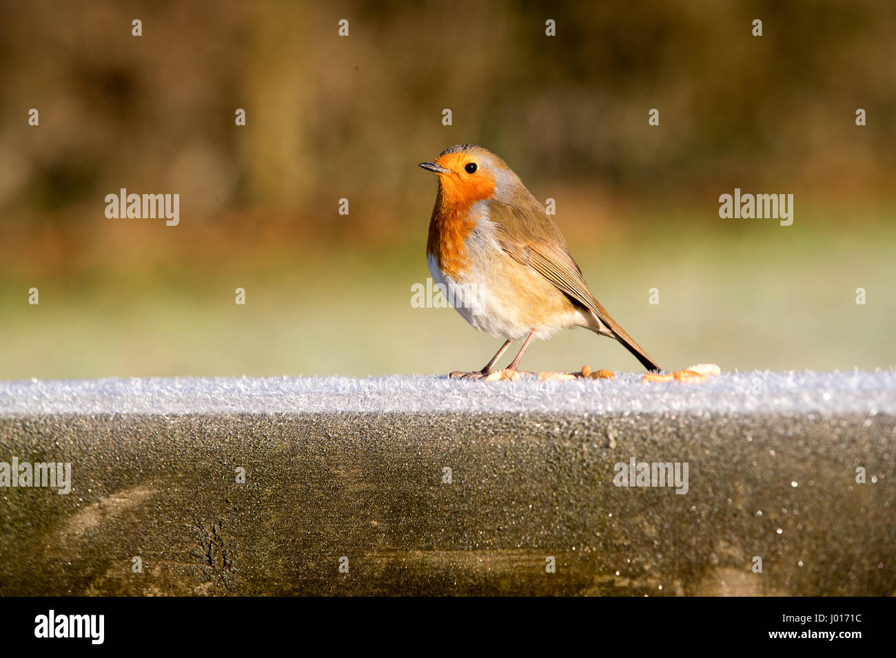 Robin thront auf einem frostigen Zaun Pfosten ist dankbar für Mehlwürmer Stockfoto