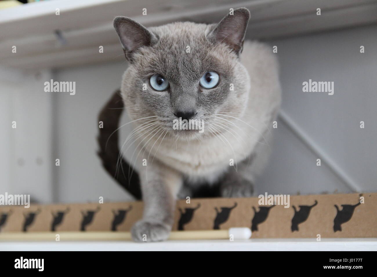Siamesische Katze grau blau - mit einem blauen Augen in die Kamera schaut Stockfoto