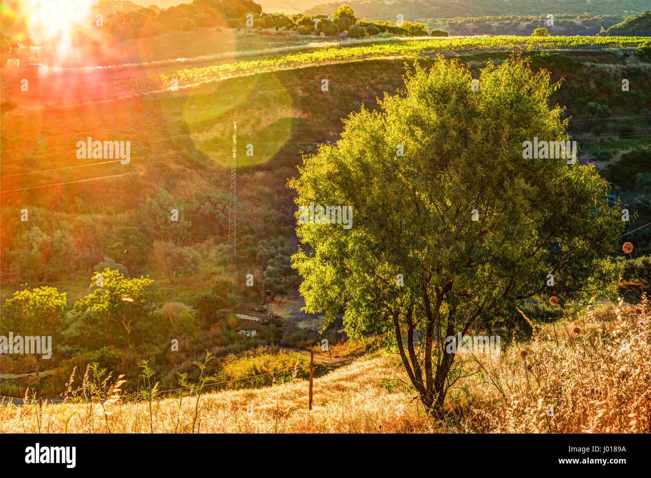 Ein Lichtstrahl durchbricht den dramatischen Himmel bei Sonnenuntergang und prallte gegen einen einsamen Baum auf einem Hügel Stockfoto