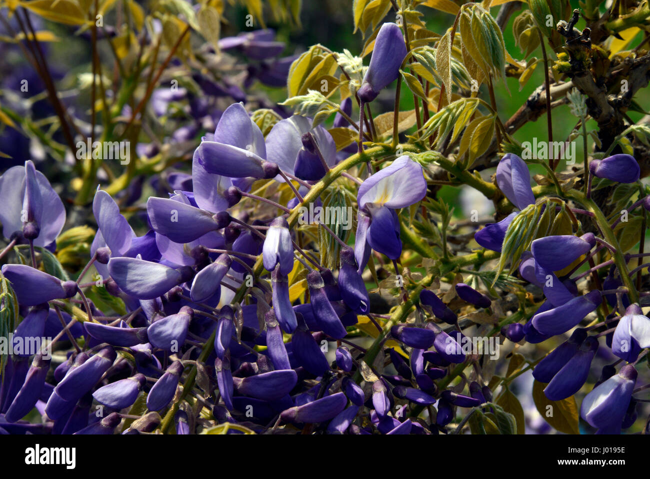 Glyzinien Blüten (Wisteria Sinensis) in voller Blüte im Frühjahr Mitte, Süd-west Frankreich. Stockfoto