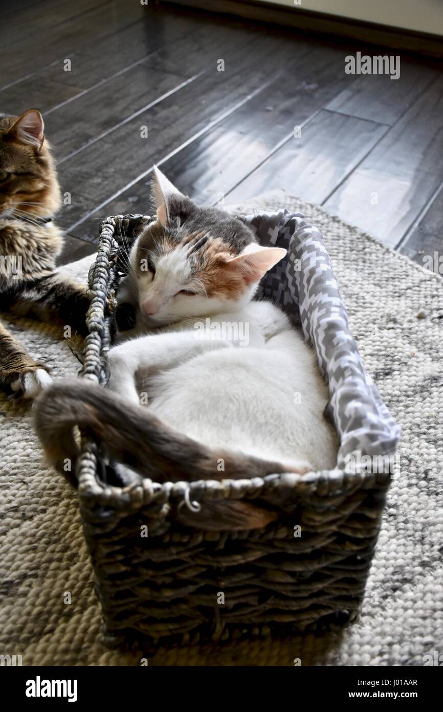 Niedliche Calico-Katze (Felis Catus) in kleinen Korb schlafen Stockfoto