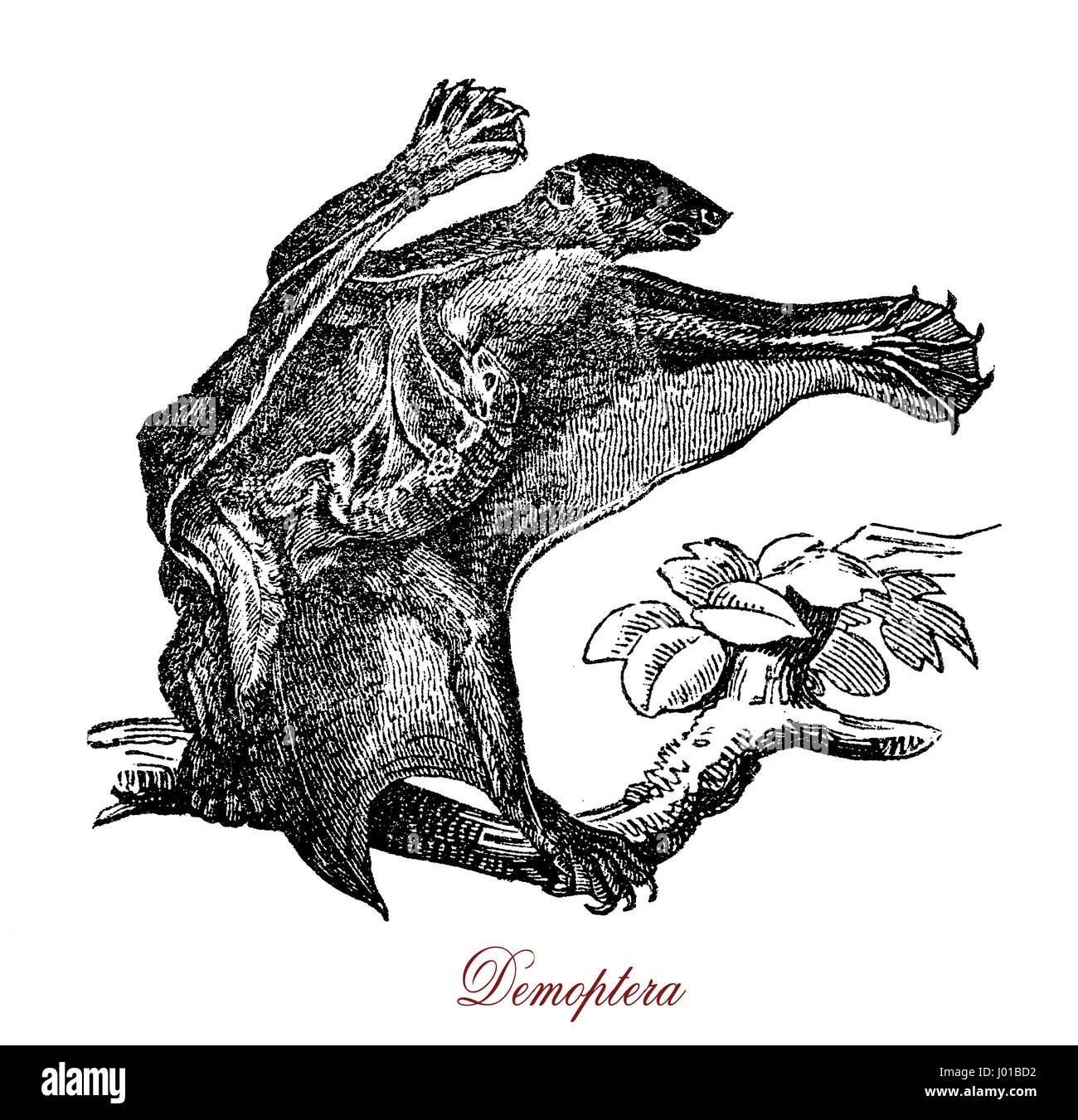 Der Flying Lemur ist eine geschickte Kletterer, aber hilflos auf dem Boden ist. Es kann zu manövrieren und navigieren beim gleiten, aber starken Regen und Wind können seine Fähigkeit beeinträchtigen, gleiten. Stockfoto