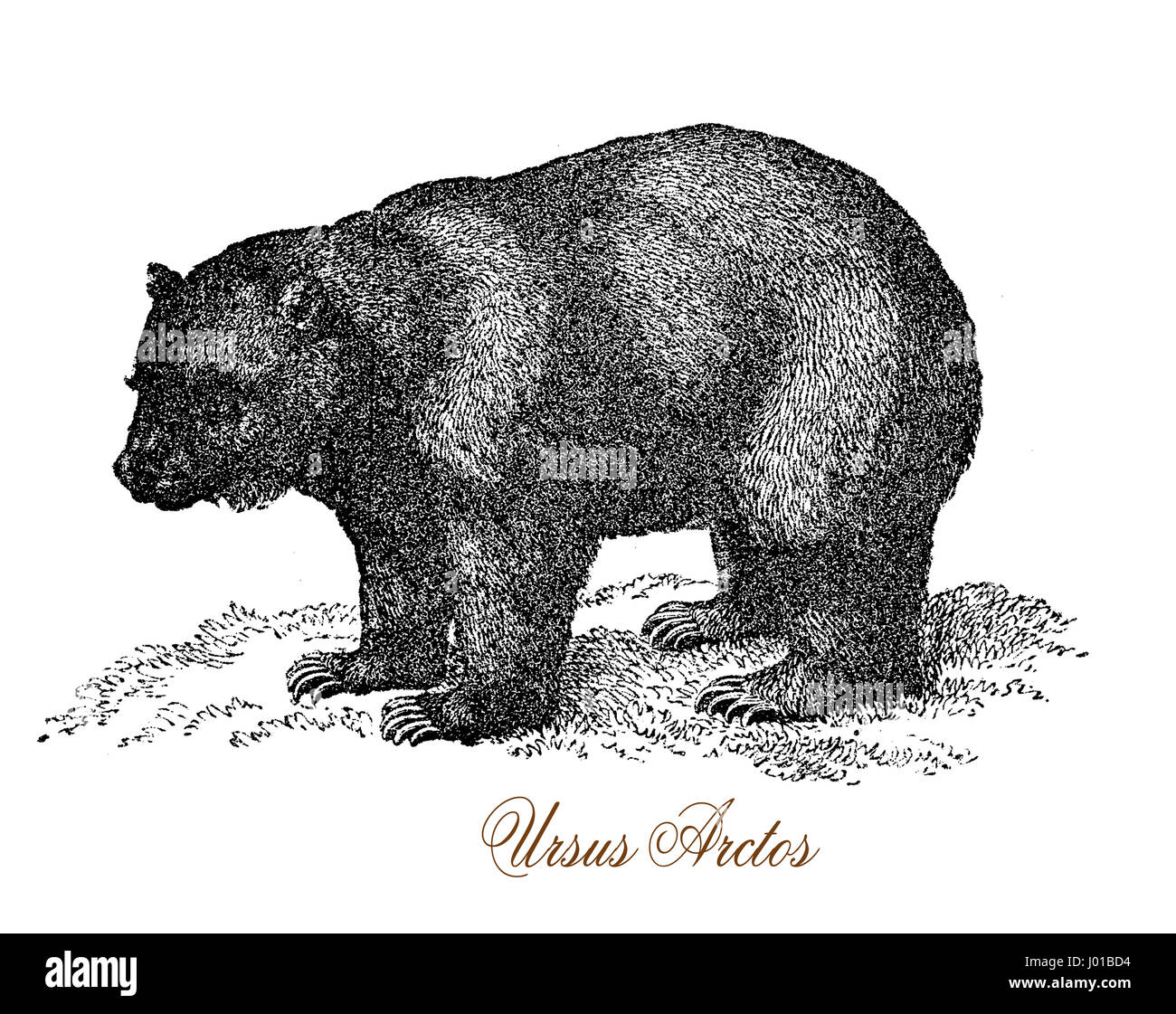 Der Grizzly Bär (Ursus Arctos SSP) ist eine große Unterart des Braunbären bewohnen Nordamerika. Stockfoto