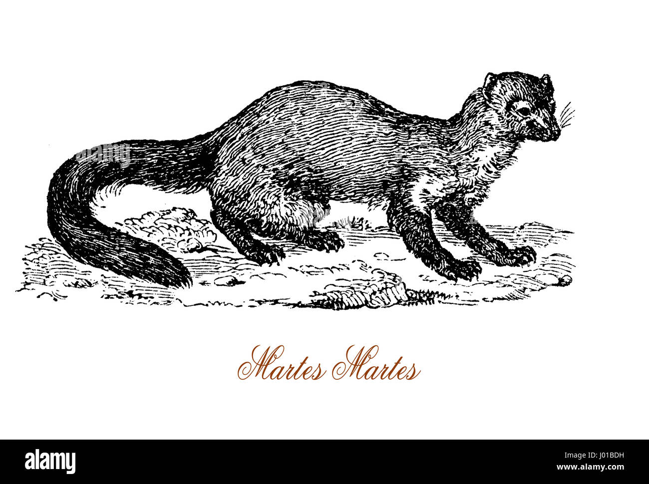 Der Europäischen Baummarder (Martes Martes) ist ein Tier heimisch in Nordeuropa gehören zur Familie Mustelid, die enthält auch Fischotter, Dachs, Vielfraß, Nerz und Wiesel. Stockfoto