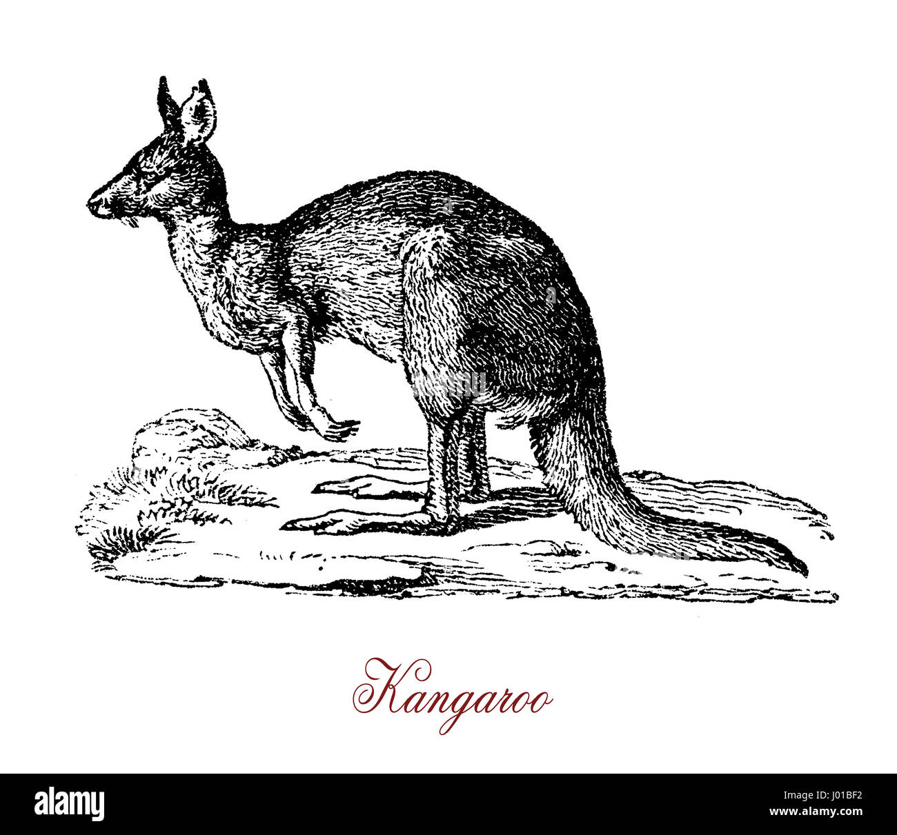 Das Känguru ist das größte und bekannteste Beuteltier. Es hat große, mächtige Hinterbeine, große Füße angepasst für springen, einen langen, muskulösen Heck für Gleichgewicht und einen kleinen Kopf. Wie die meisten Beuteltiere haben weibliche Kängurus eine Tasche welche Riesenkängurus komplette postnatalen Entwicklung ein Marsupium hinzugezogen. Stockfoto