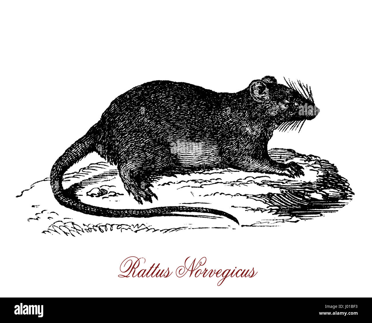 Rattus Norvegicus ist Beste als gemeinsame Ratte, Straße Ratte, Kanalratte oder nur Ratte bekannt. Einer der größten Muroids, es ist eine braune oder graue Nager mit einem Körper bis zu 25 cm. Stockfoto