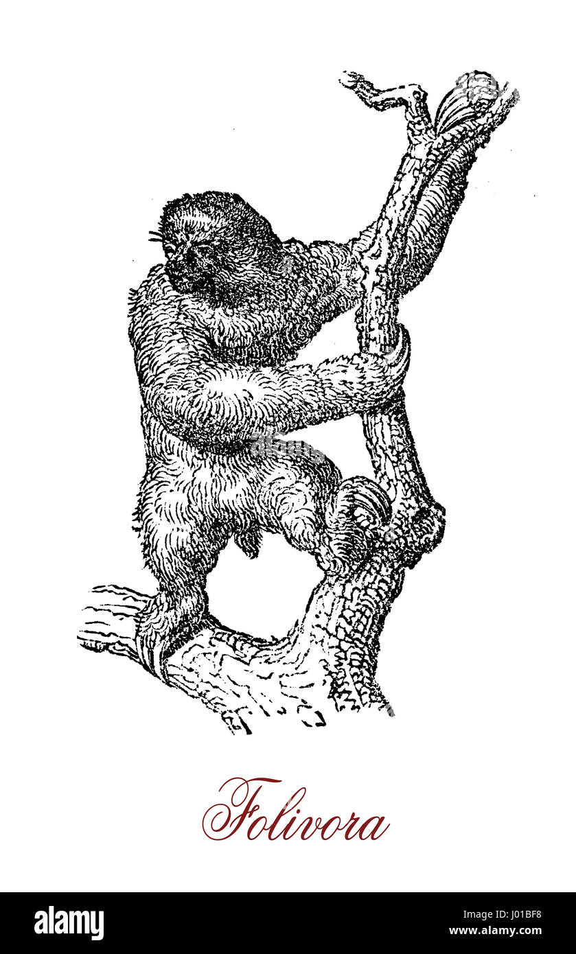 Folivora (Trägheit) ist eine arboreal Säugetier bekannt meistens für seine scheinbare Faulheit, obwohl es in Notsituationen mit überraschender Schnelligkeit bewegen kann. Stockfoto