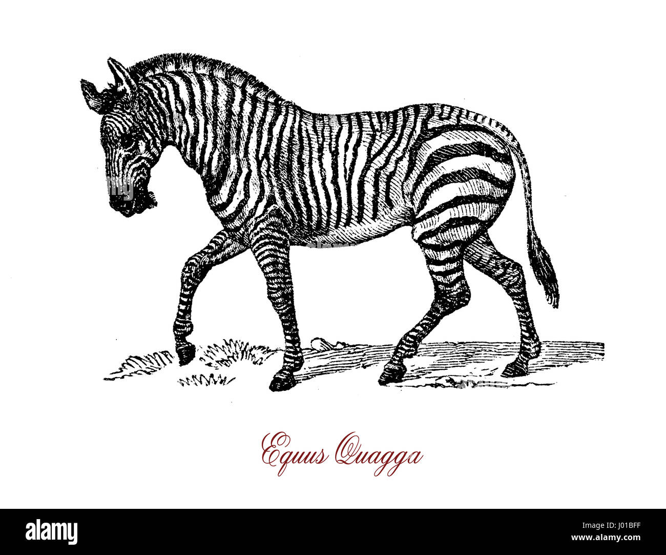 Ebenen Zebra (Equus Quagga) ist die häufigste und geografisch weit verbreitete Arten der Zebra. Es reicht vom Süden Äthiopiens durch Ostafrika so weit südlich wie Botswana und östlichen Südafrika. Stockfoto